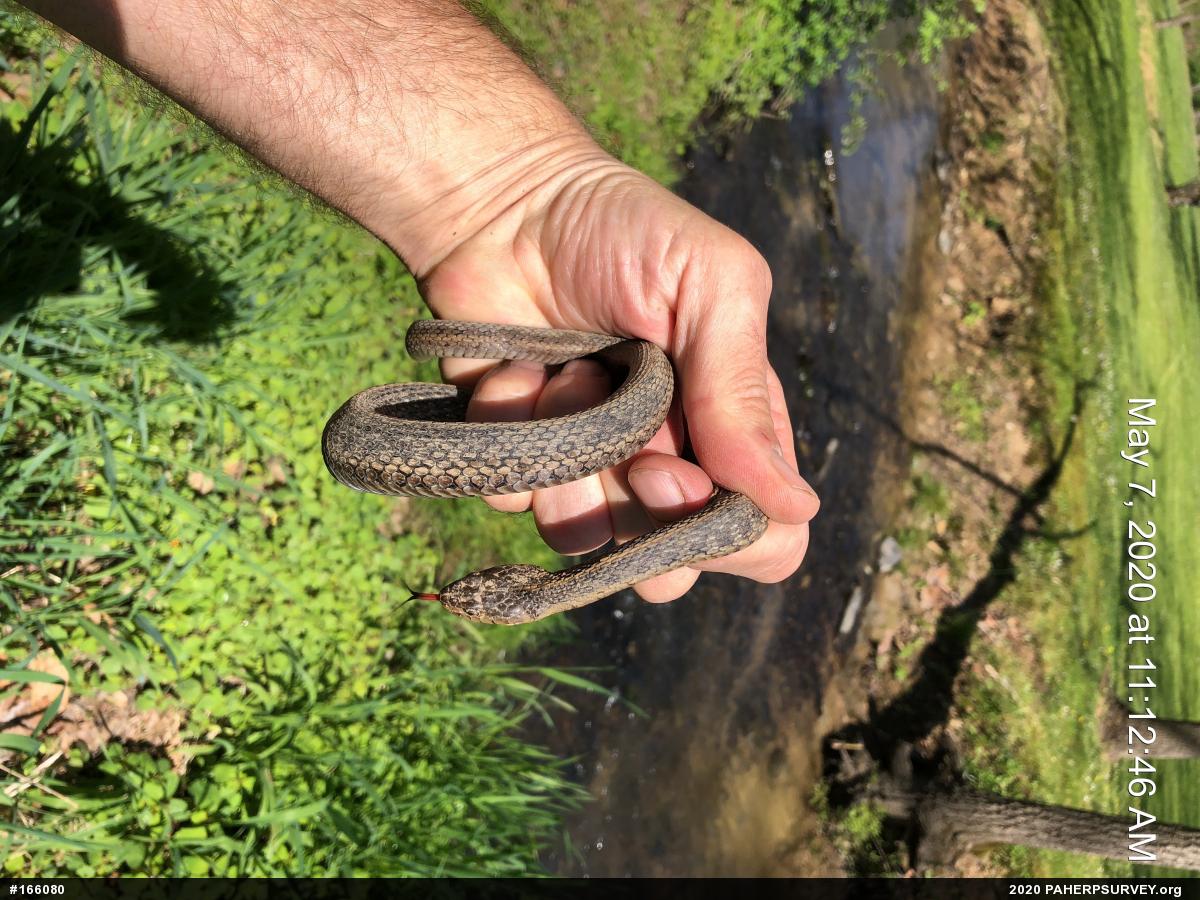 Eastern Gartersnake