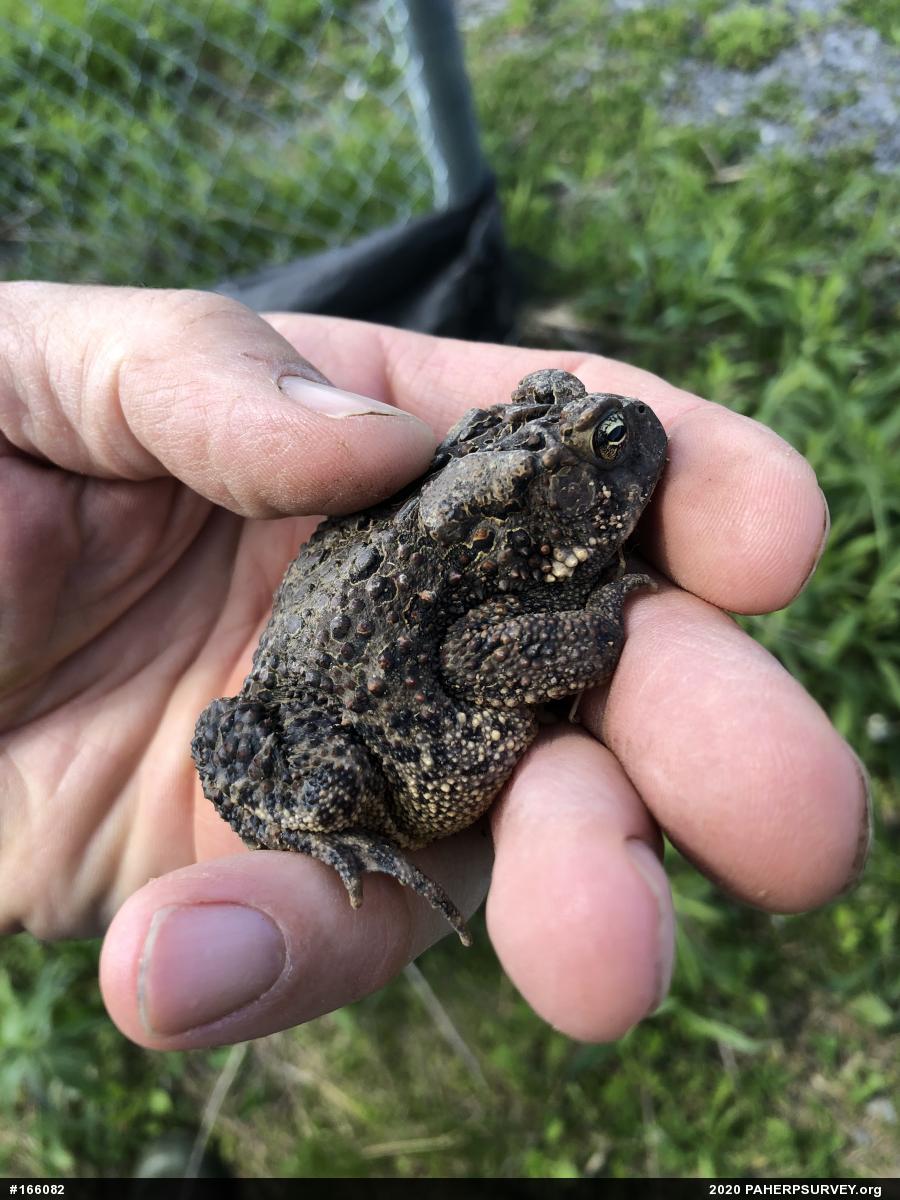 Eastern American Toad