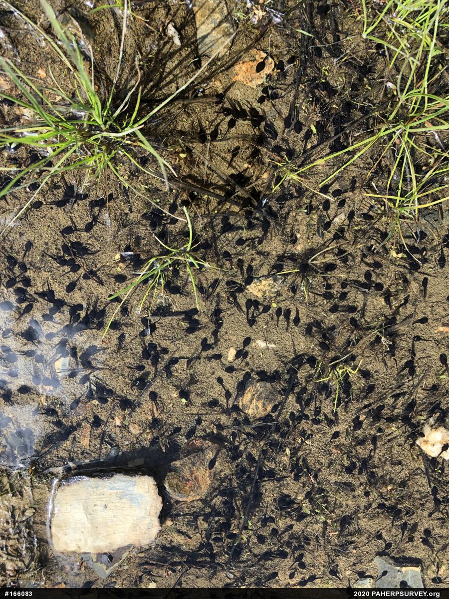 Wood Frog