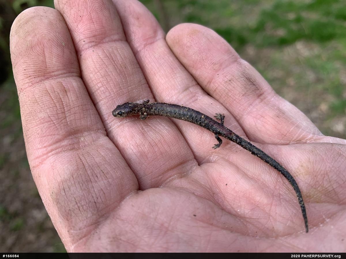 Eastern Red-backed  Salamander