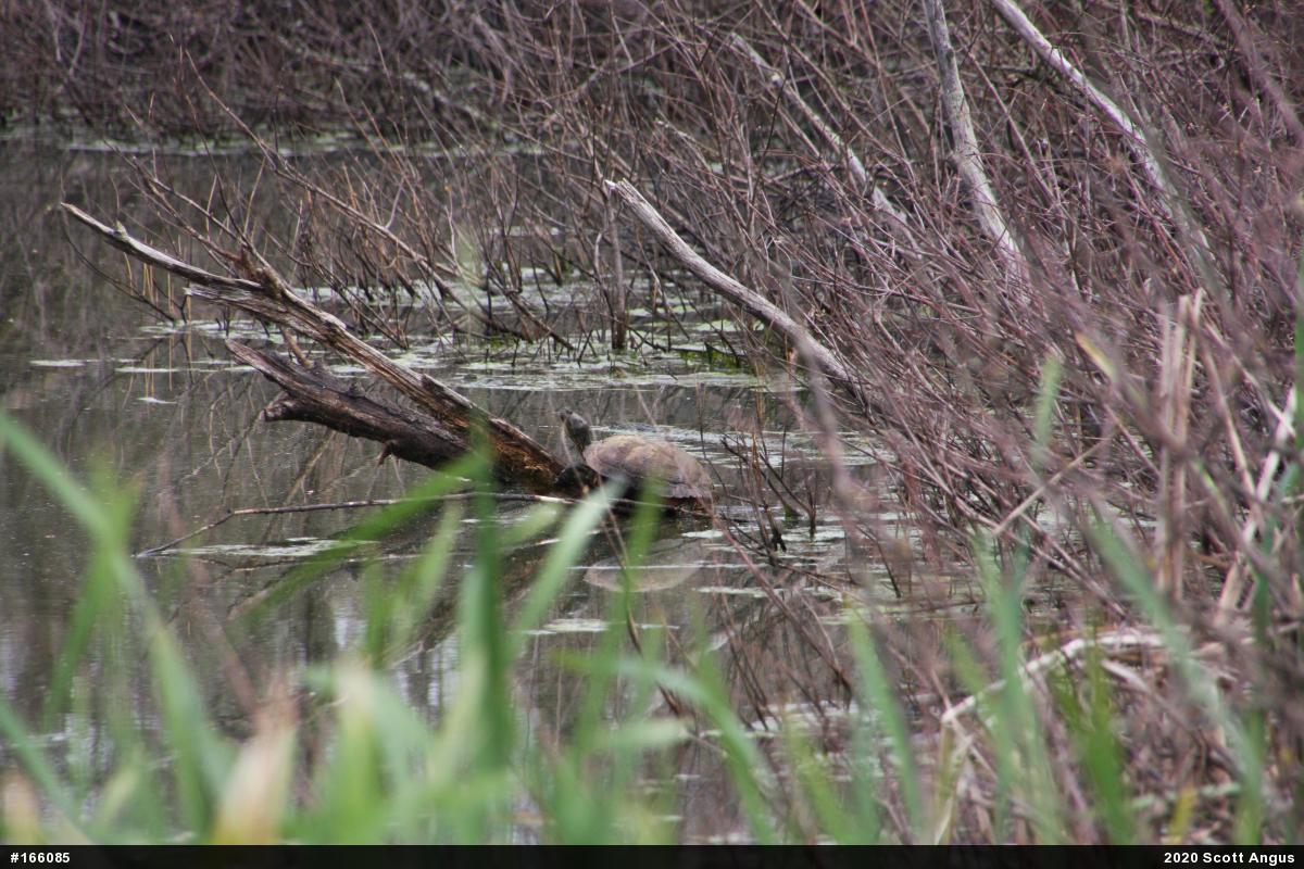 Pond Slider