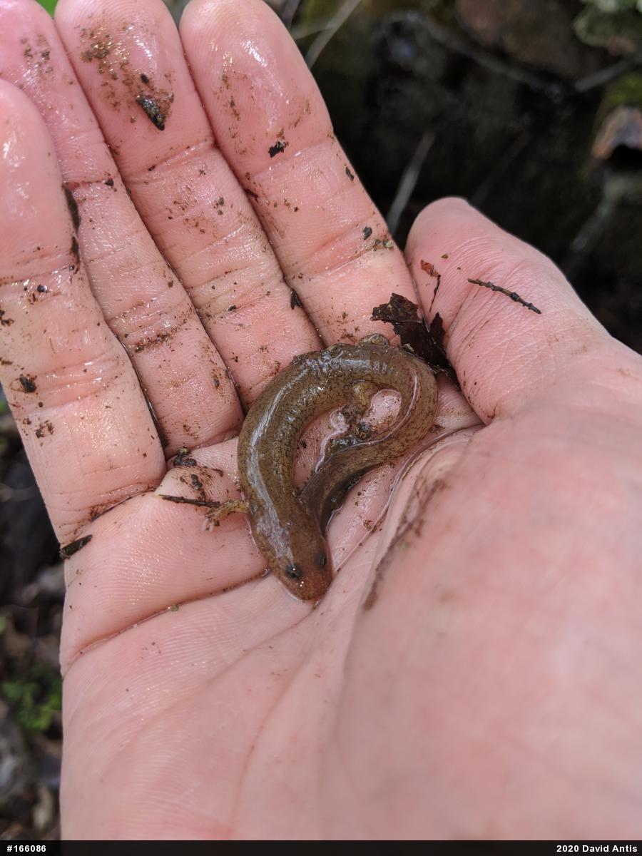 Northern Red Salamander