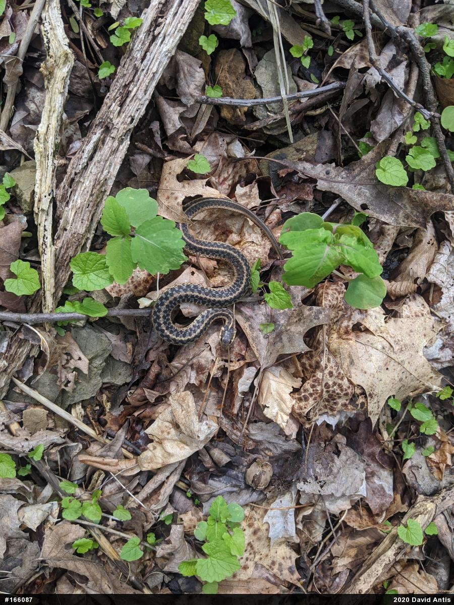 Eastern Gartersnake