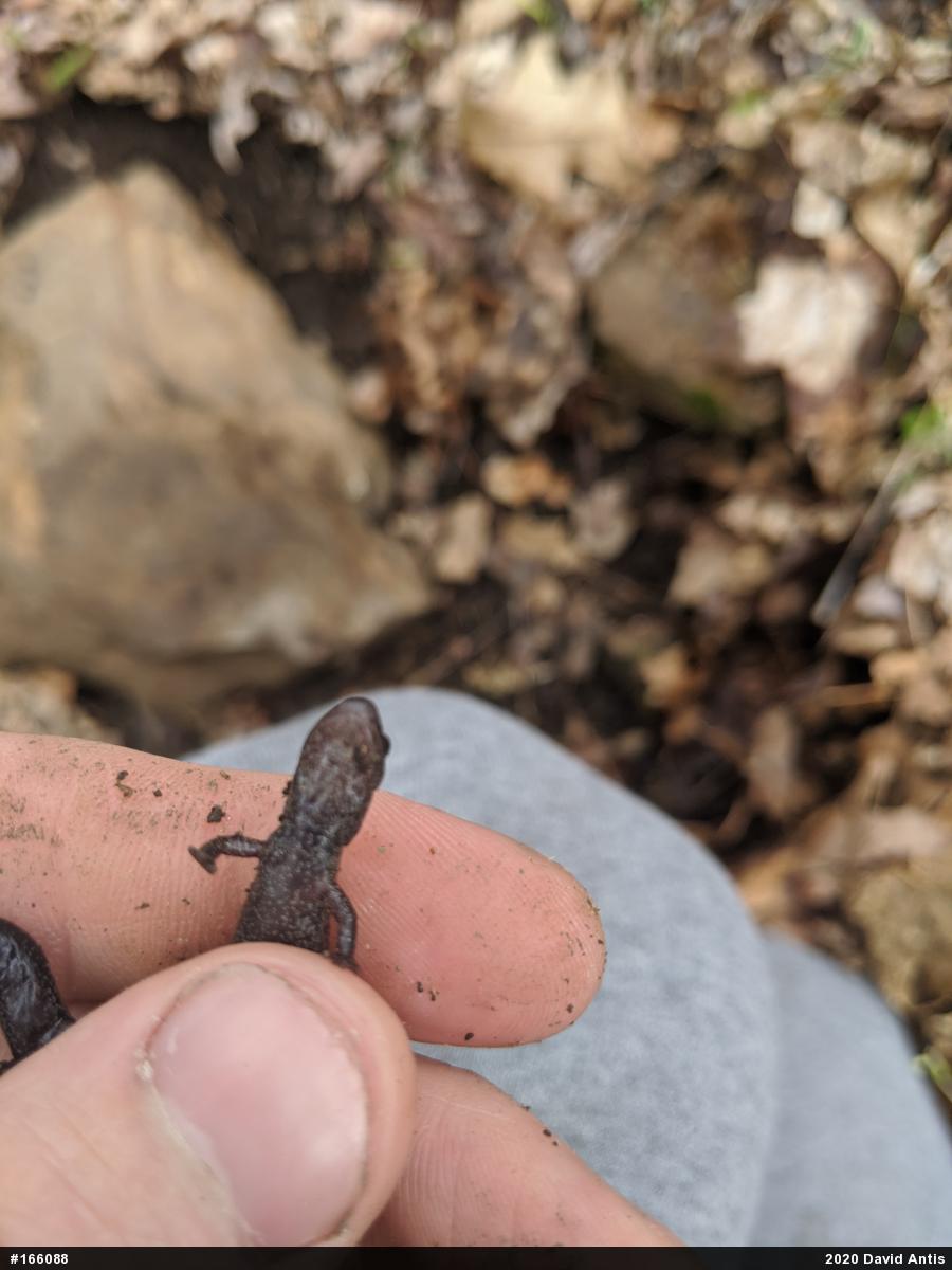 Northern Ravine Salamander