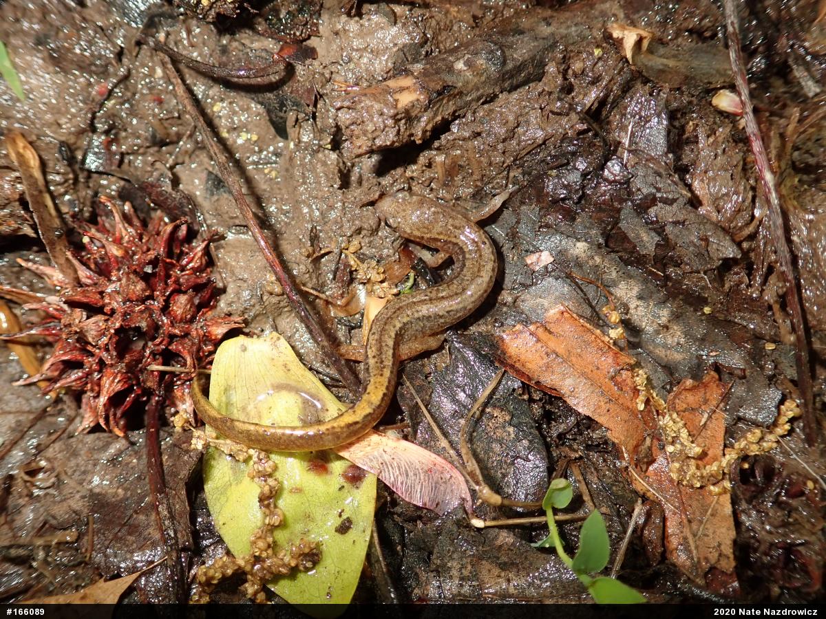 Northern Two-lined Salamander