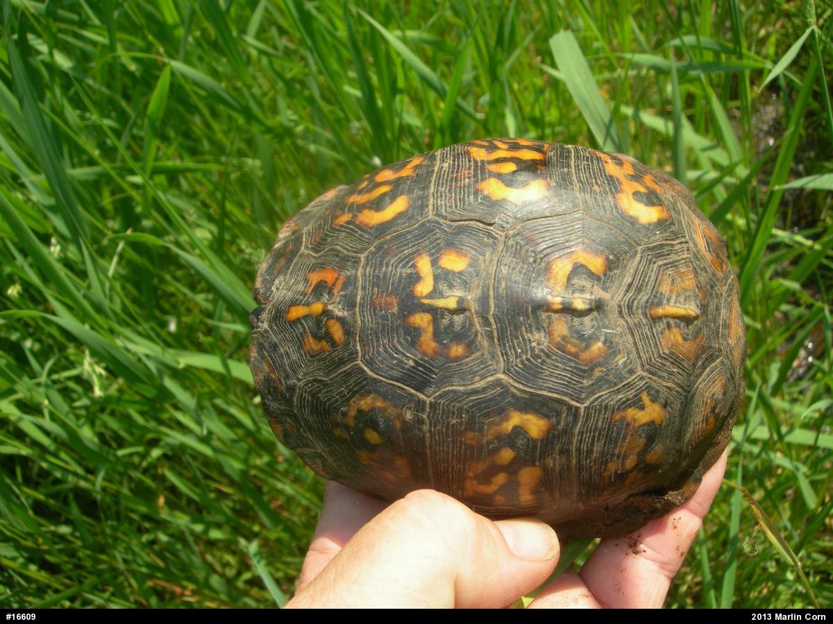 Eastern Box Turtle