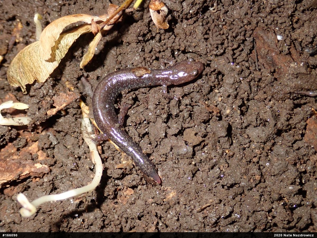 Eastern Red-backed  Salamander