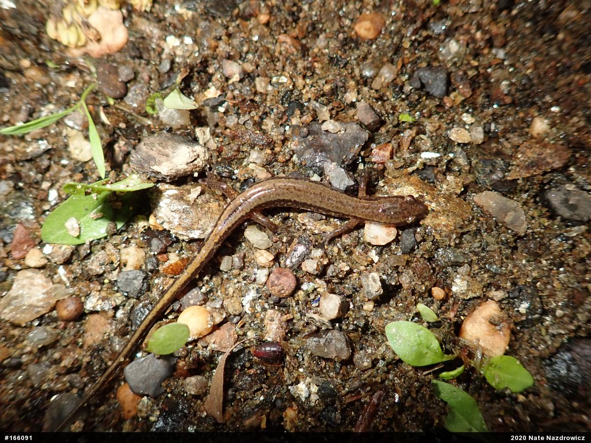 Northern Two-lined Salamander