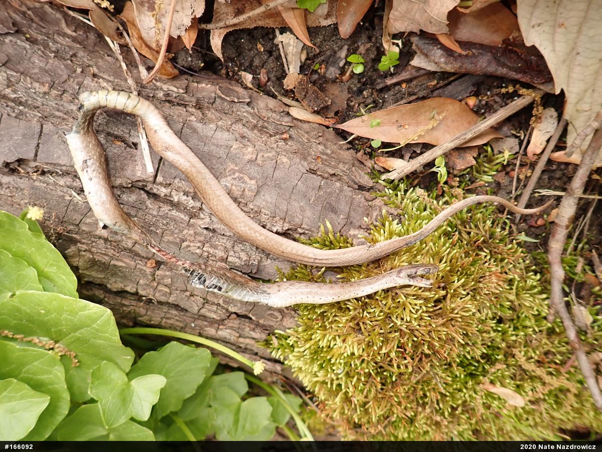 Dekay's Brownsnake