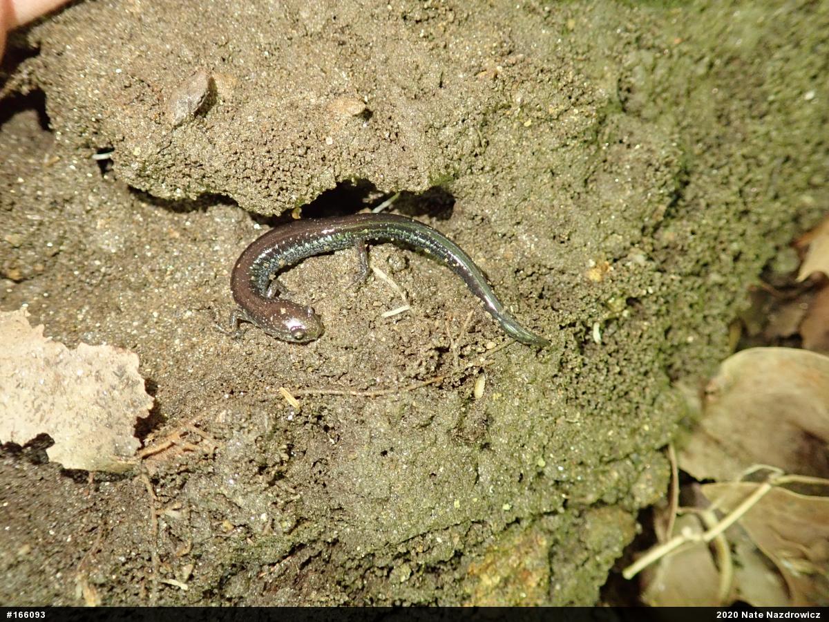 Eastern Red-backed  Salamander