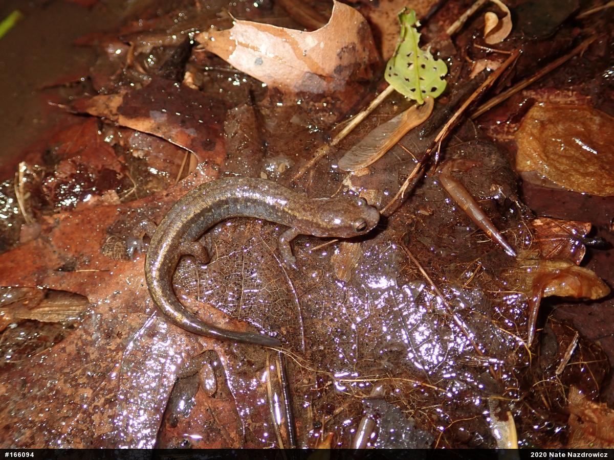Northern Two-lined Salamander