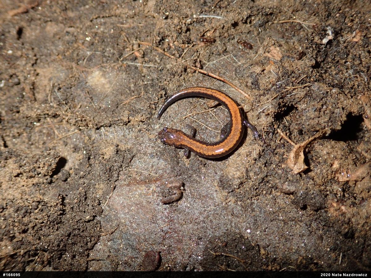 Eastern Red-backed  Salamander