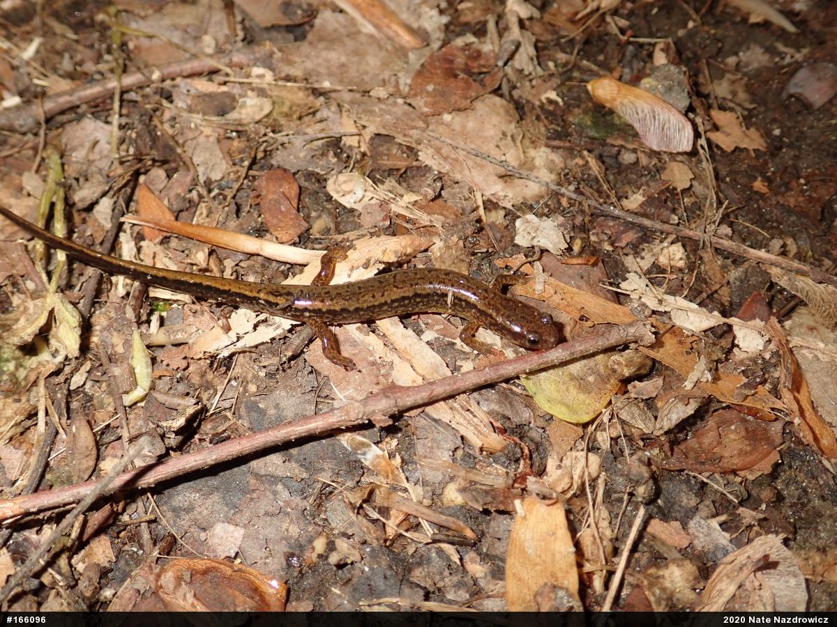 Northern Two-lined Salamander