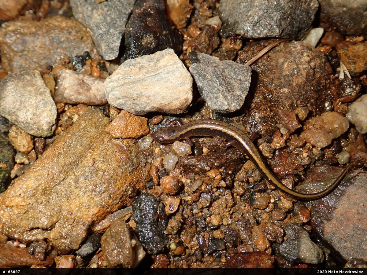 Northern Two-lined Salamander