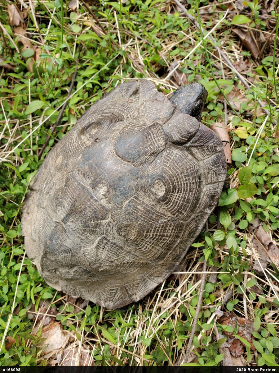 Wood Turtle