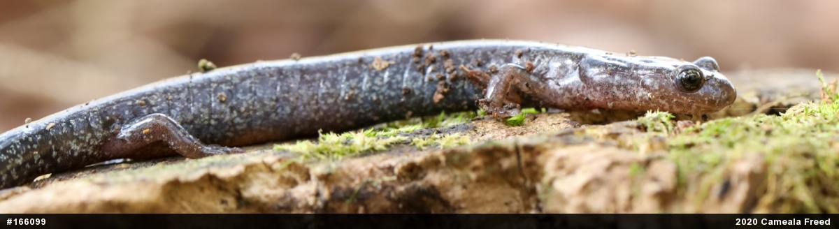Woodland Salamanders