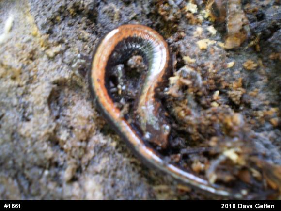 Eastern Red-backed  Salamander