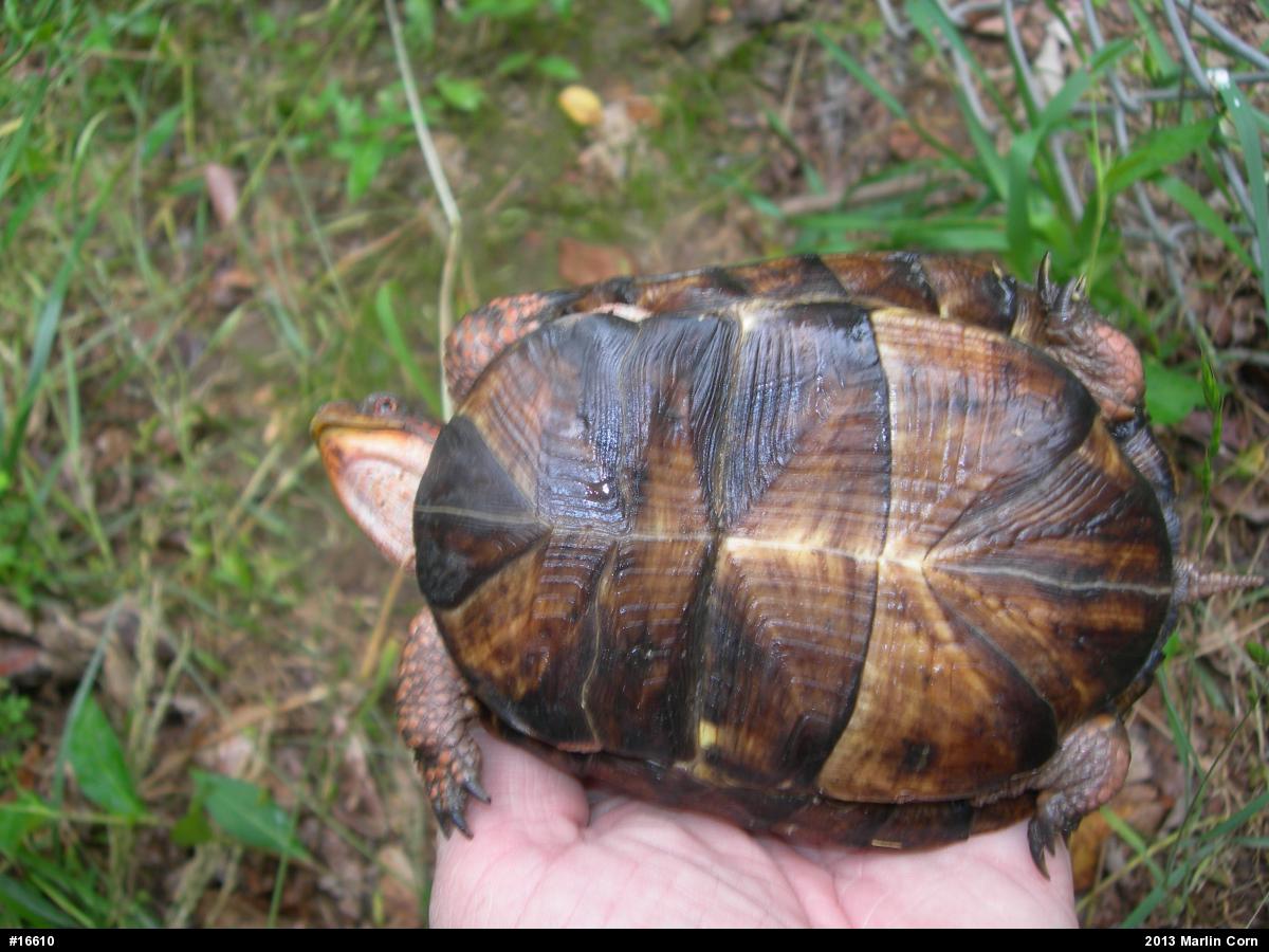 Eastern Box Turtle