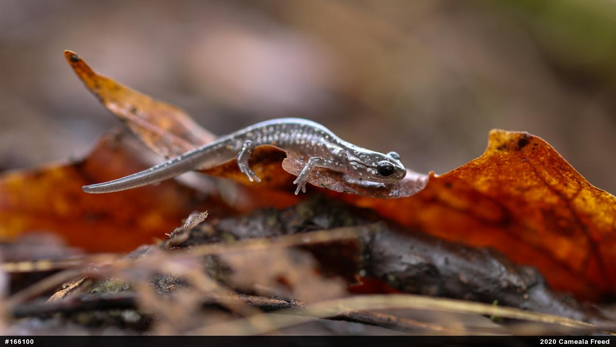 Northern Slimy Salamander