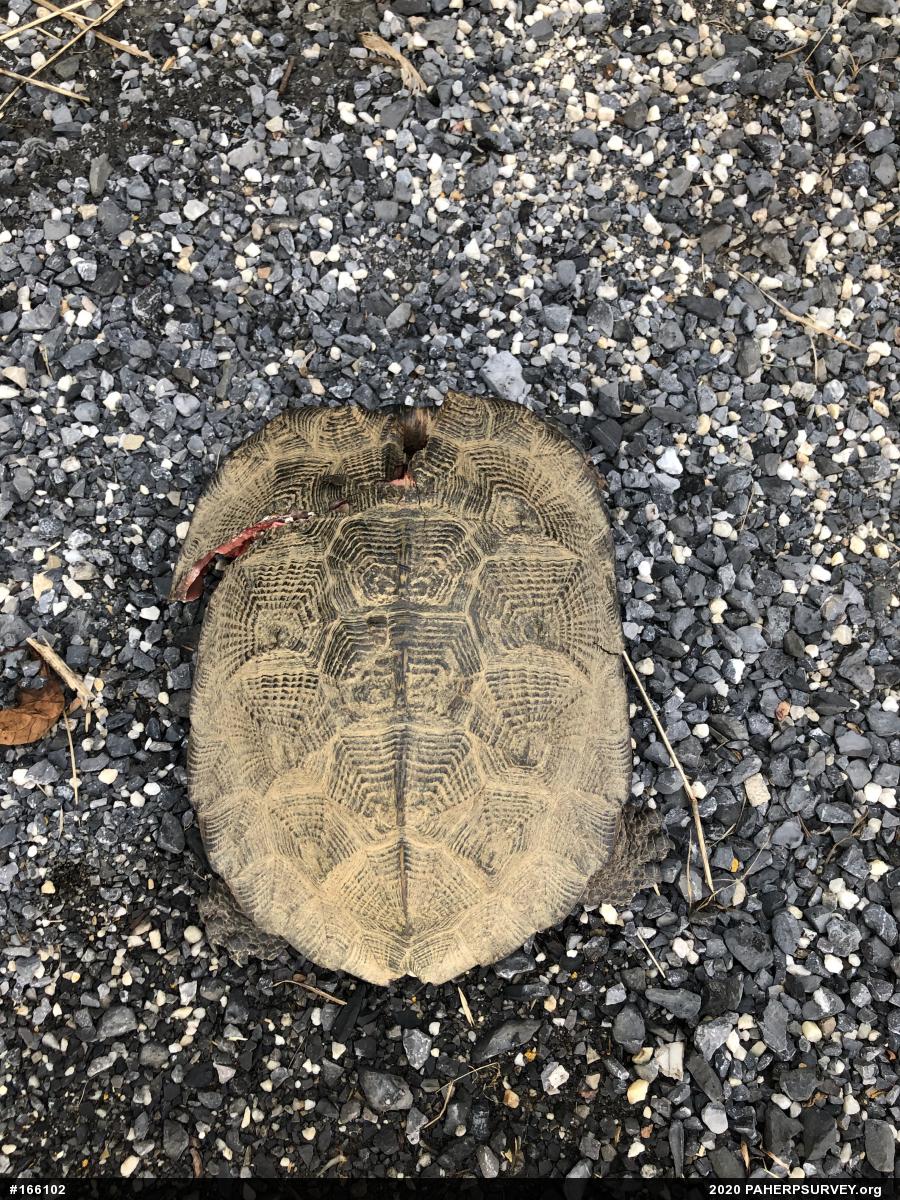 Wood Turtle