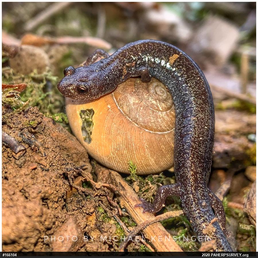 Valley And Ridge Salamander