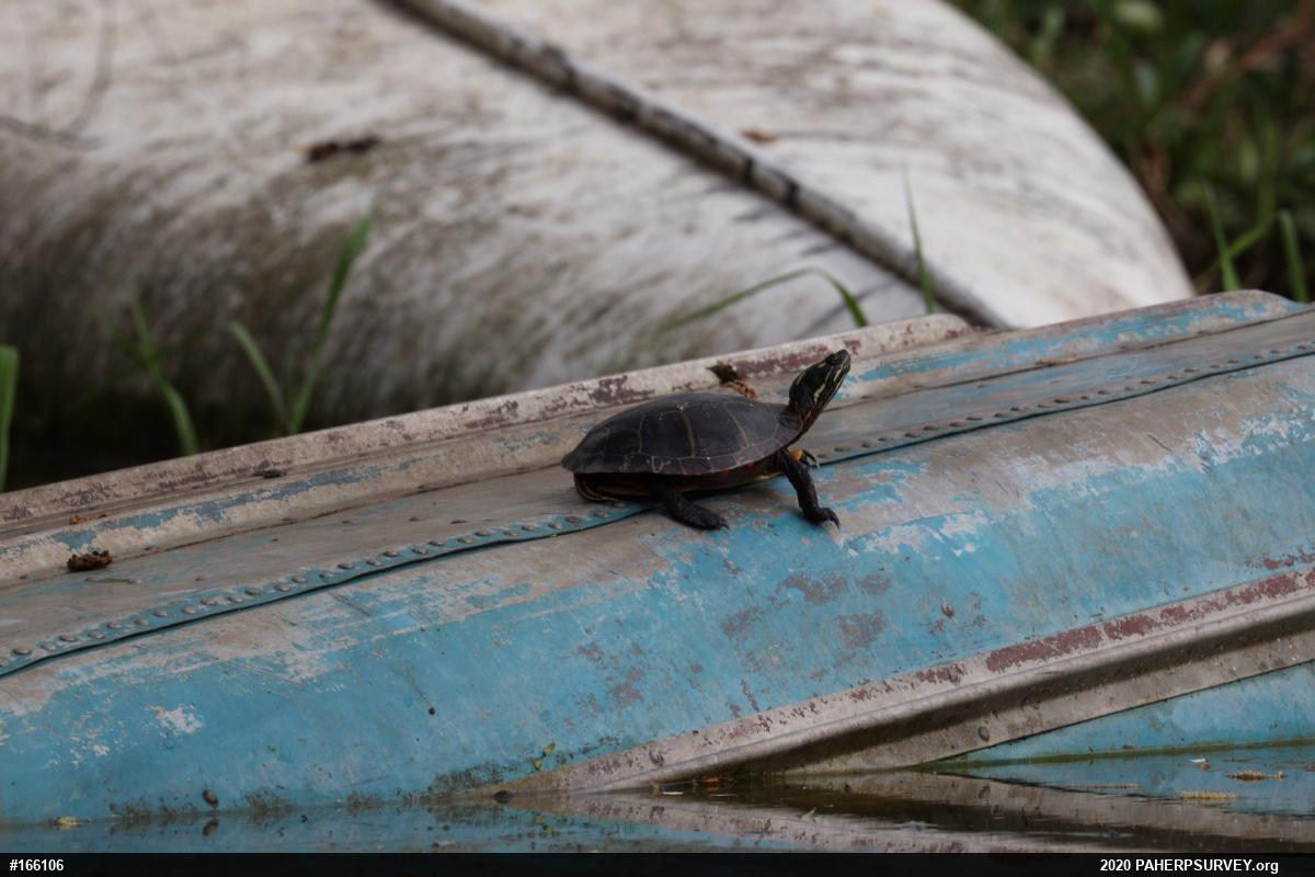 Painted Turtle