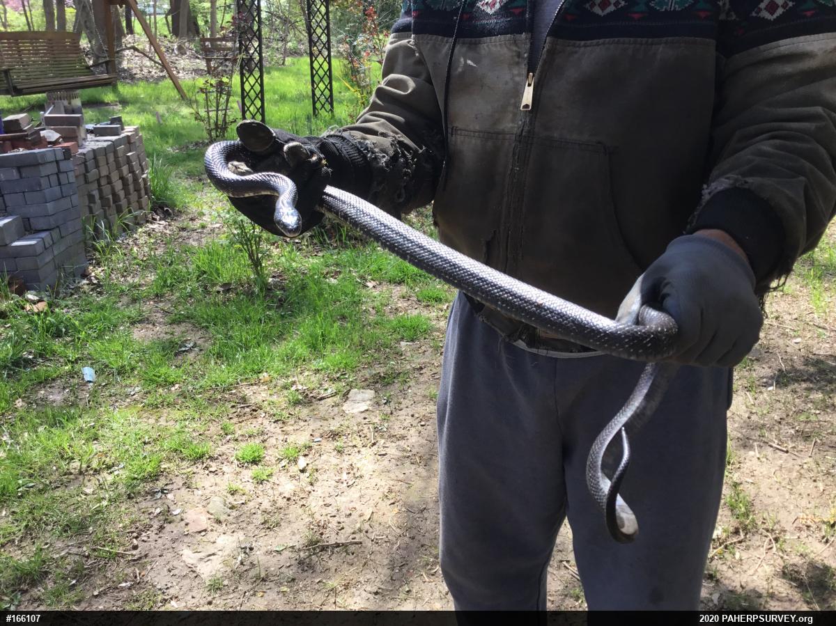 Eastern Ratsnake