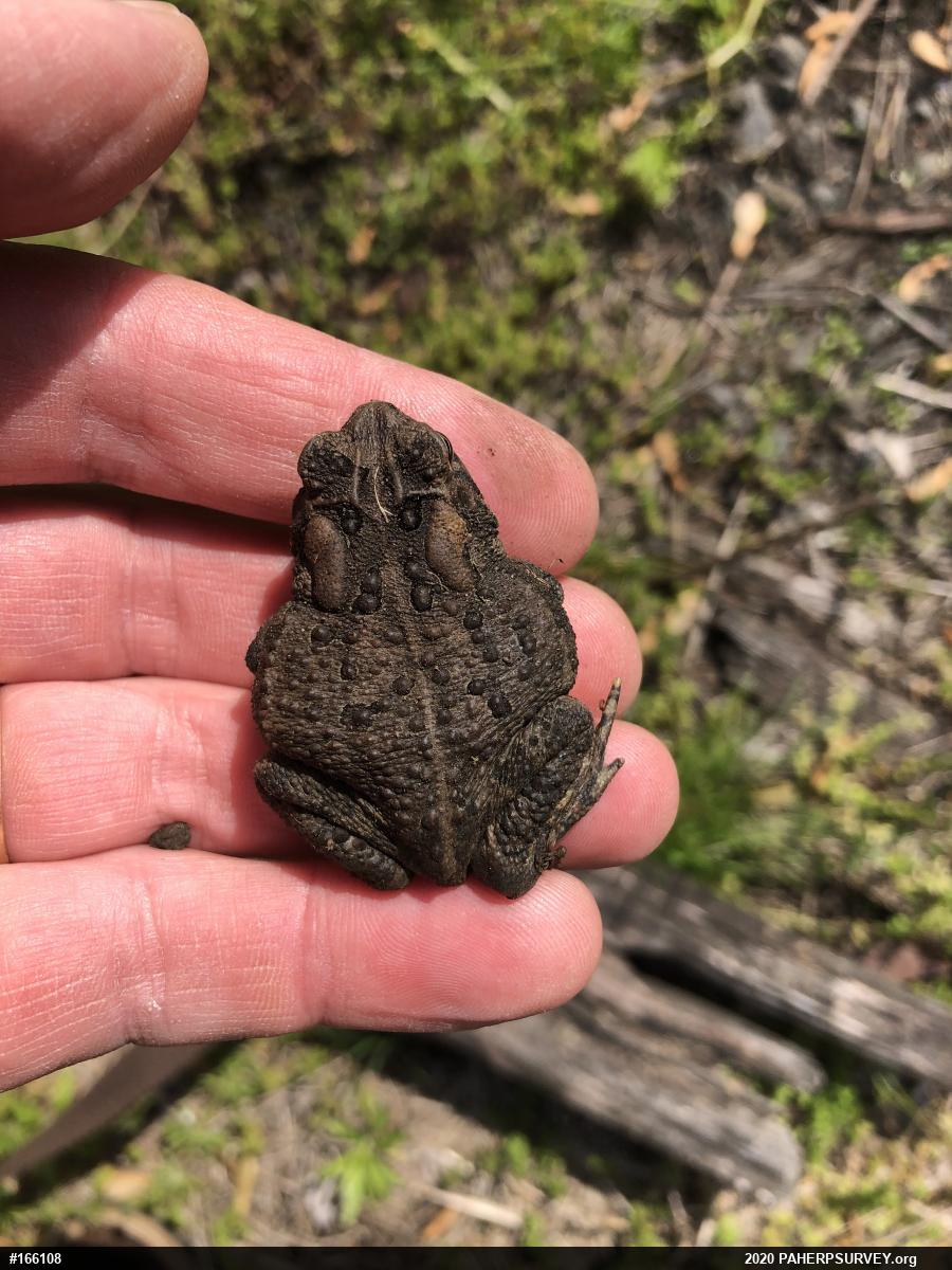 Eastern American Toad