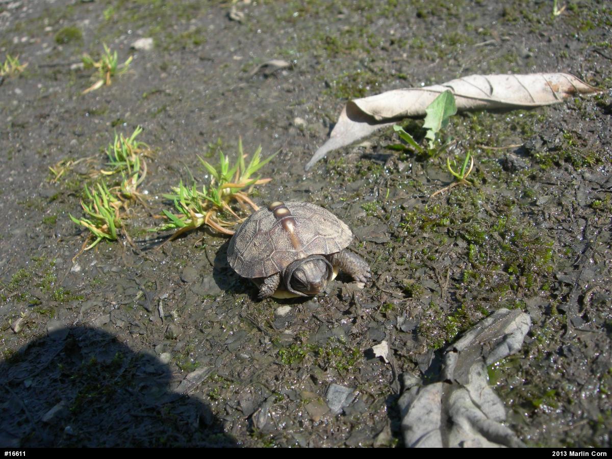 Eastern Box Turtle