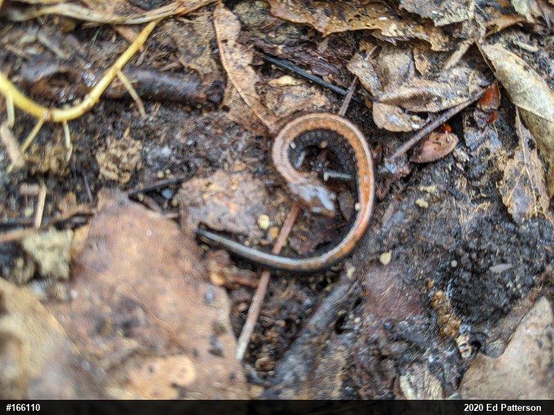 Eastern Red-backed  Salamander