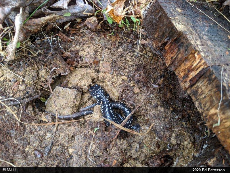 Northern Slimy Salamander