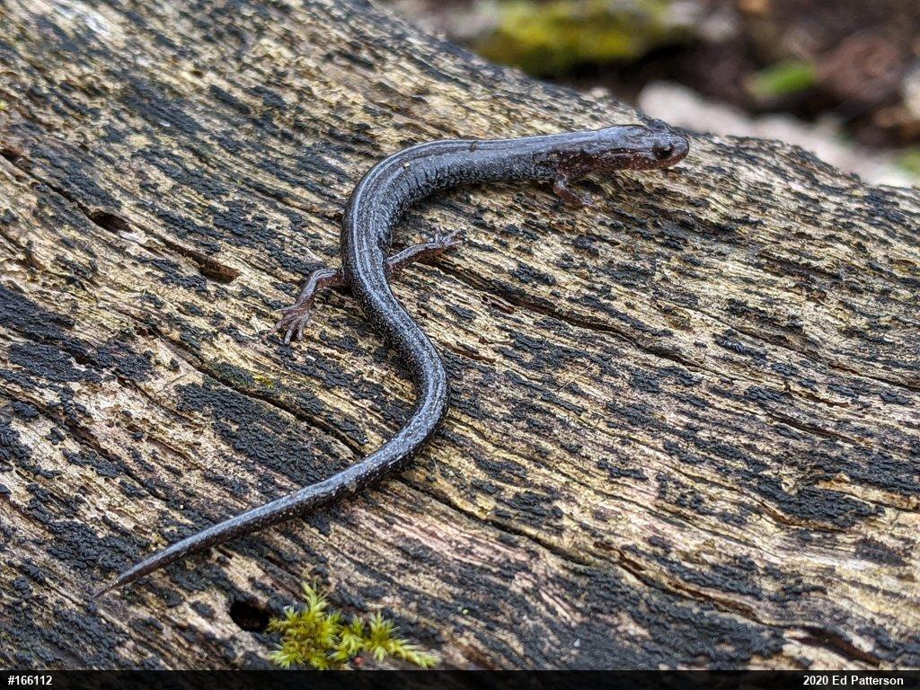 Valley And Ridge Salamander