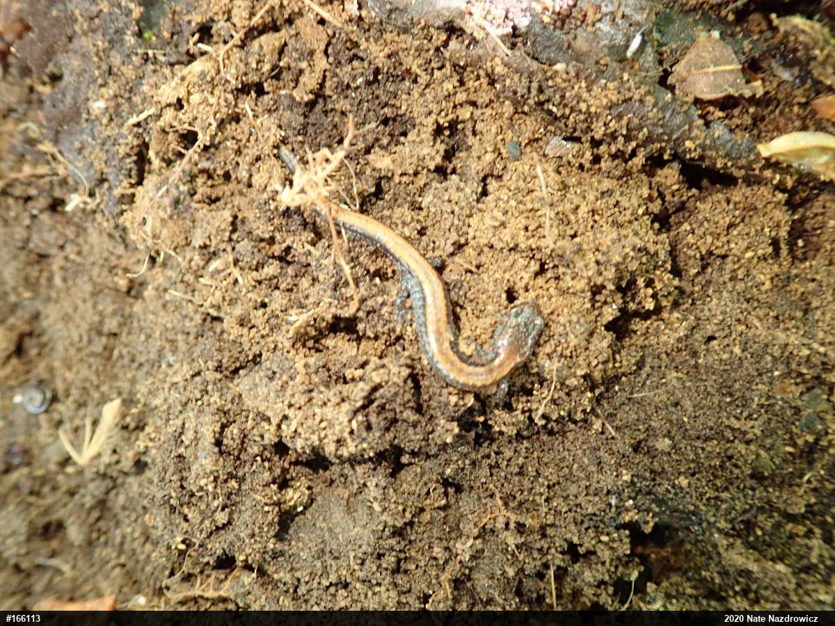 Eastern Red-backed  Salamander