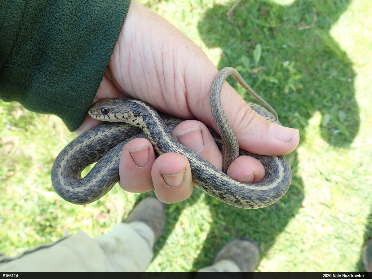 Eastern Gartersnake