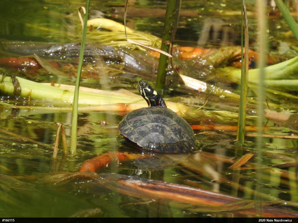 Eastern Painted Turtle