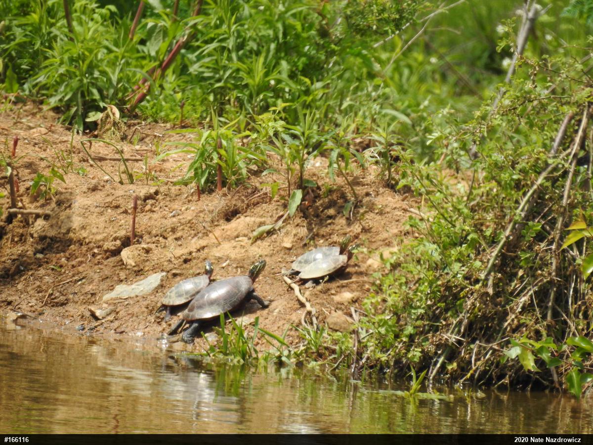 Painted Turtle