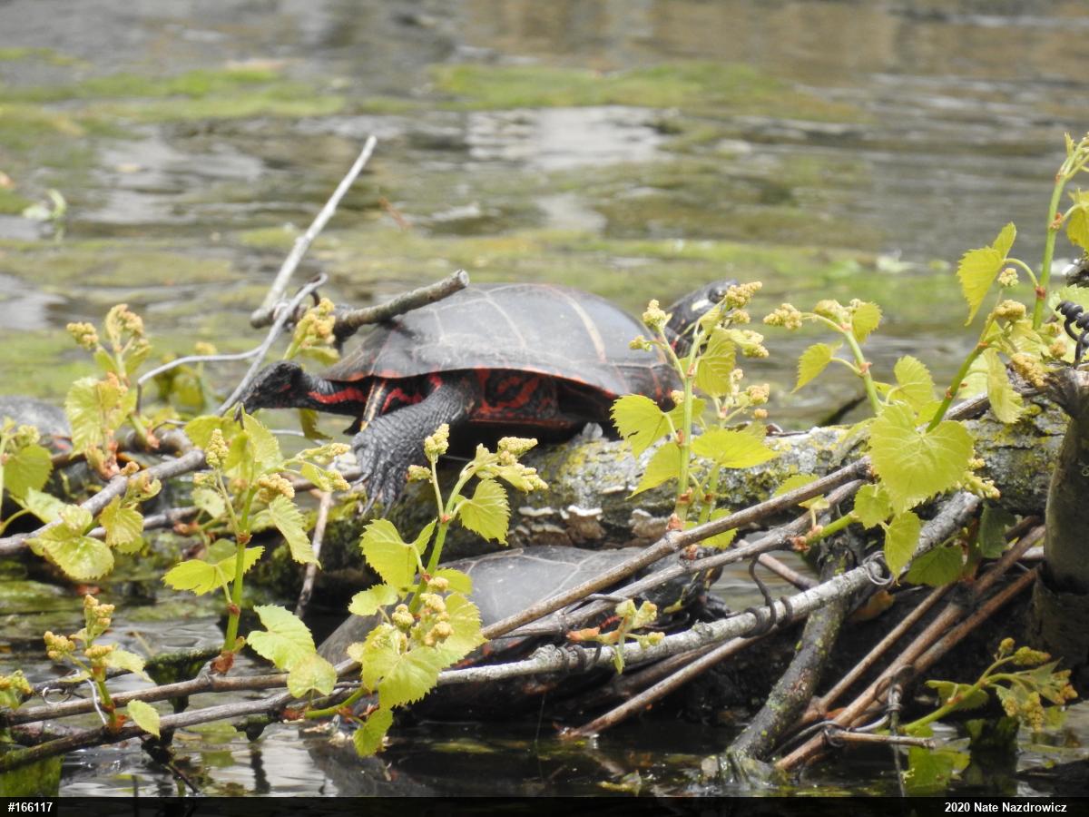 Painted Turtle