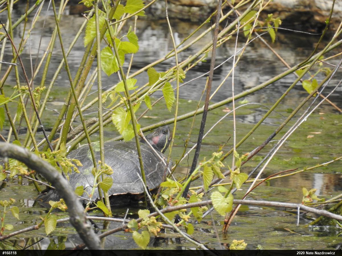 Red-eared Slider