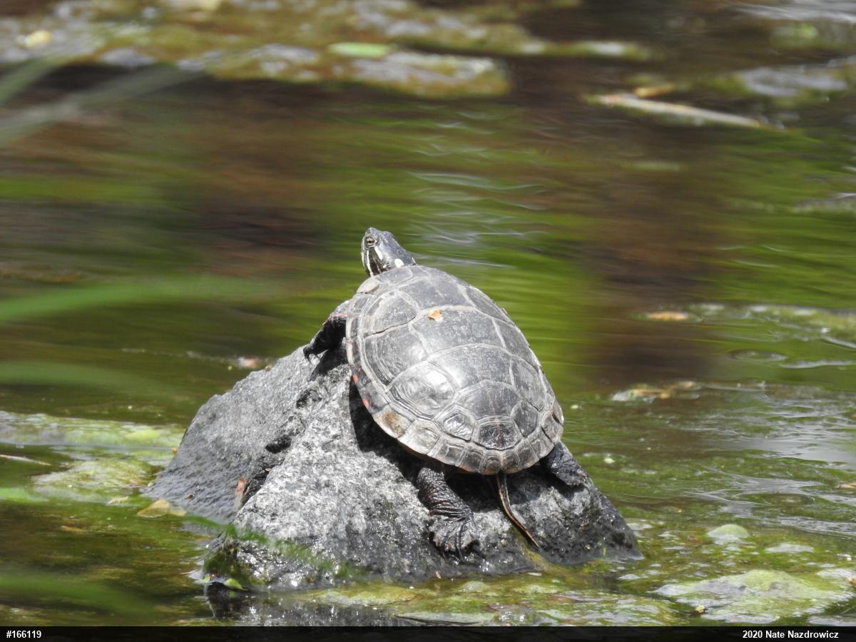 Eastern Painted Turtle