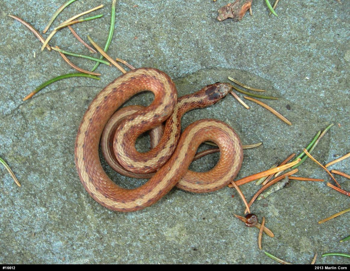 Dekay's Brownsnake