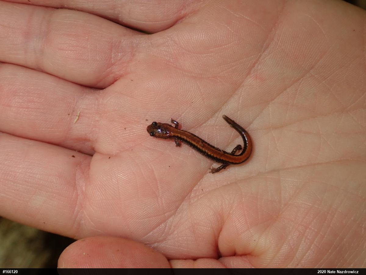 Eastern Red-backed  Salamander
