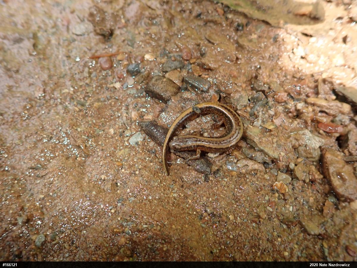 Northern Two-lined Salamander