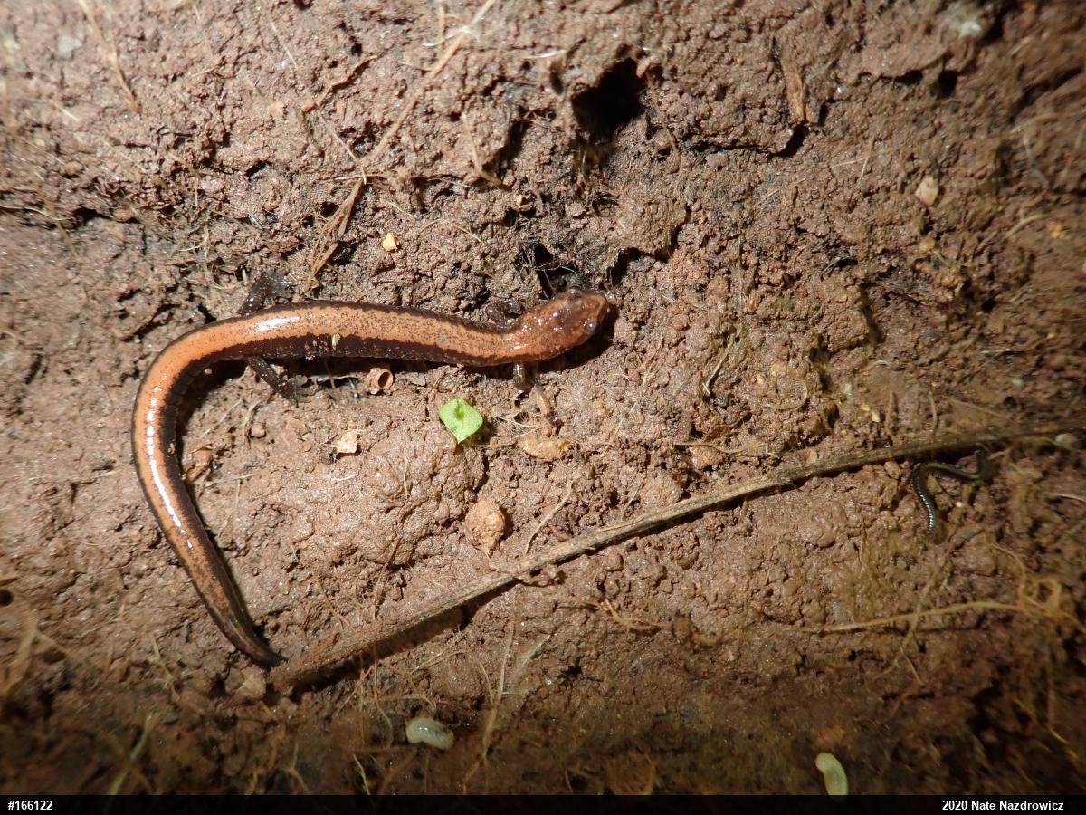 Eastern Red-backed  Salamander