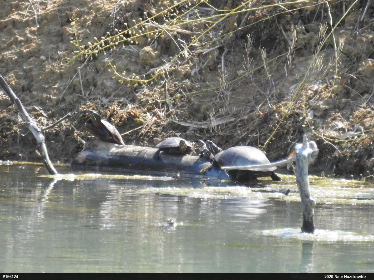 Painted Turtle