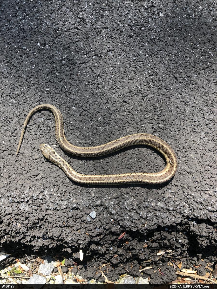 Eastern Gartersnake