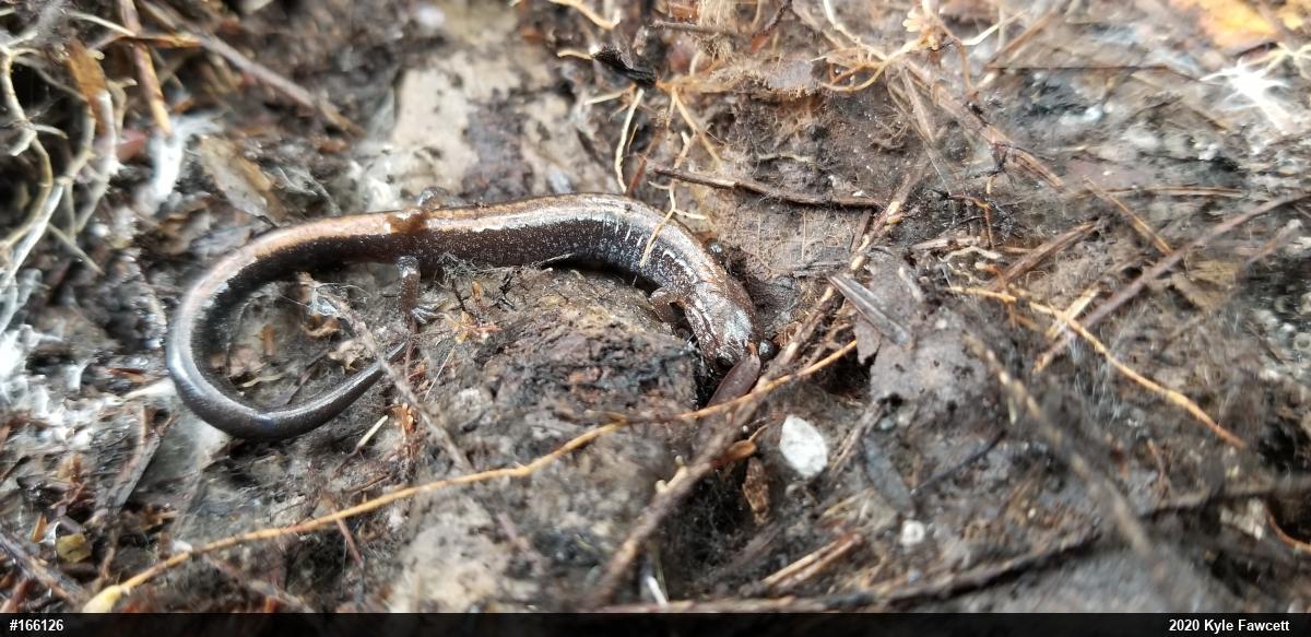 Eastern Red-backed  Salamander