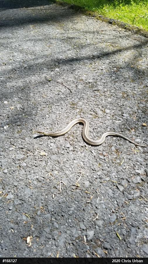 Eastern Gartersnake