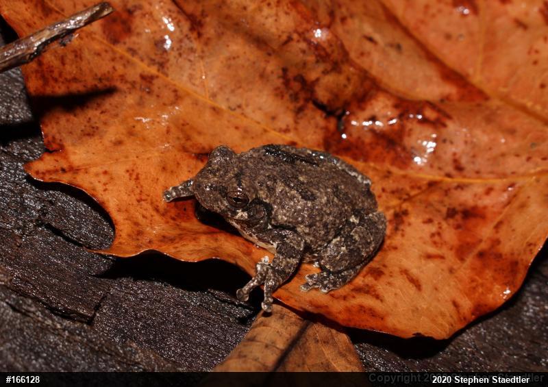 Unknown Gray Treefrog