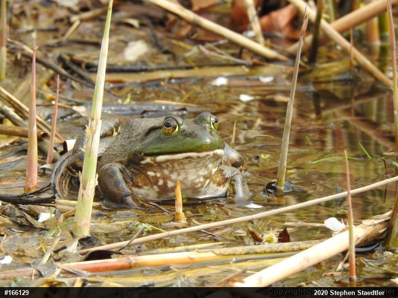 American Bullfrog