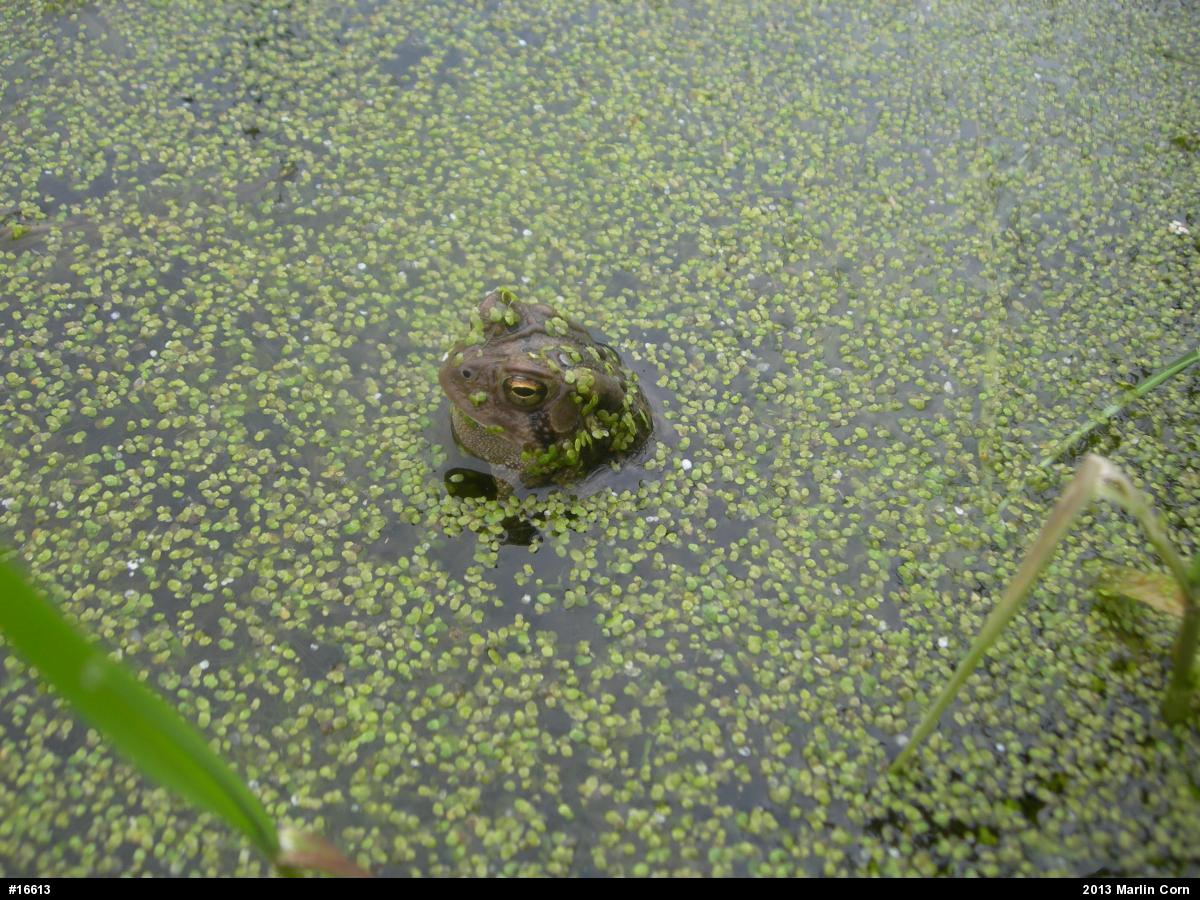 Eastern American Toad